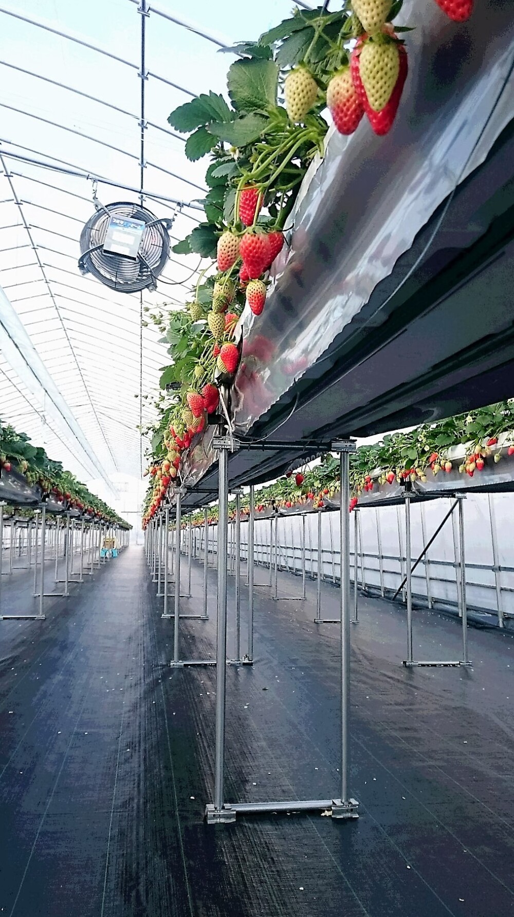 ファーム丘の風 ファーム丘の風